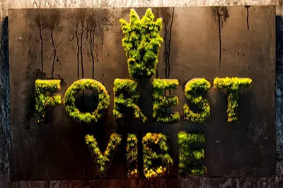 Forest Vibe